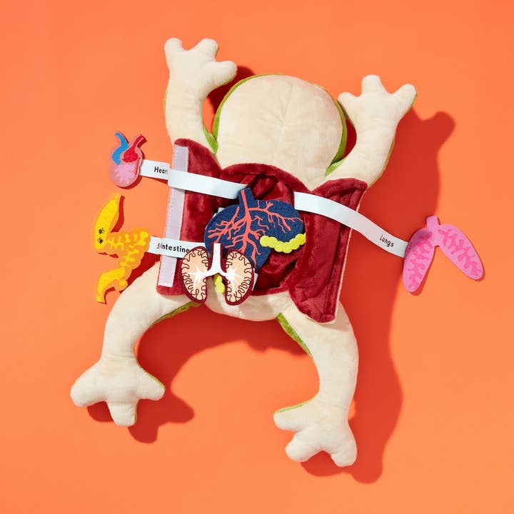 Froggie Dissection Toy by KiwiCo - Image 2