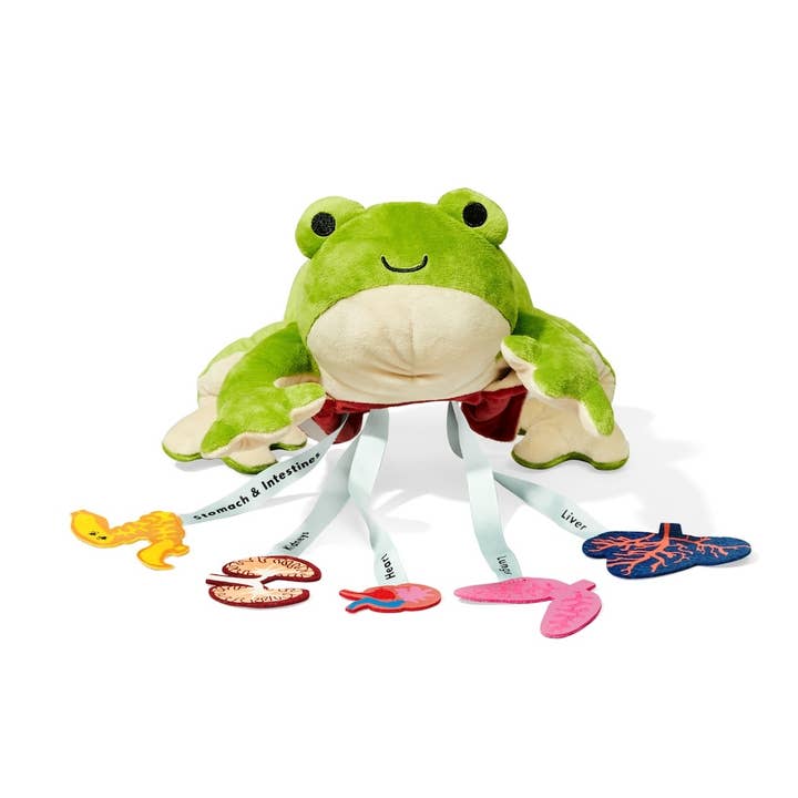 Froggie Dissection Toy by KiwiCo - Image 5
