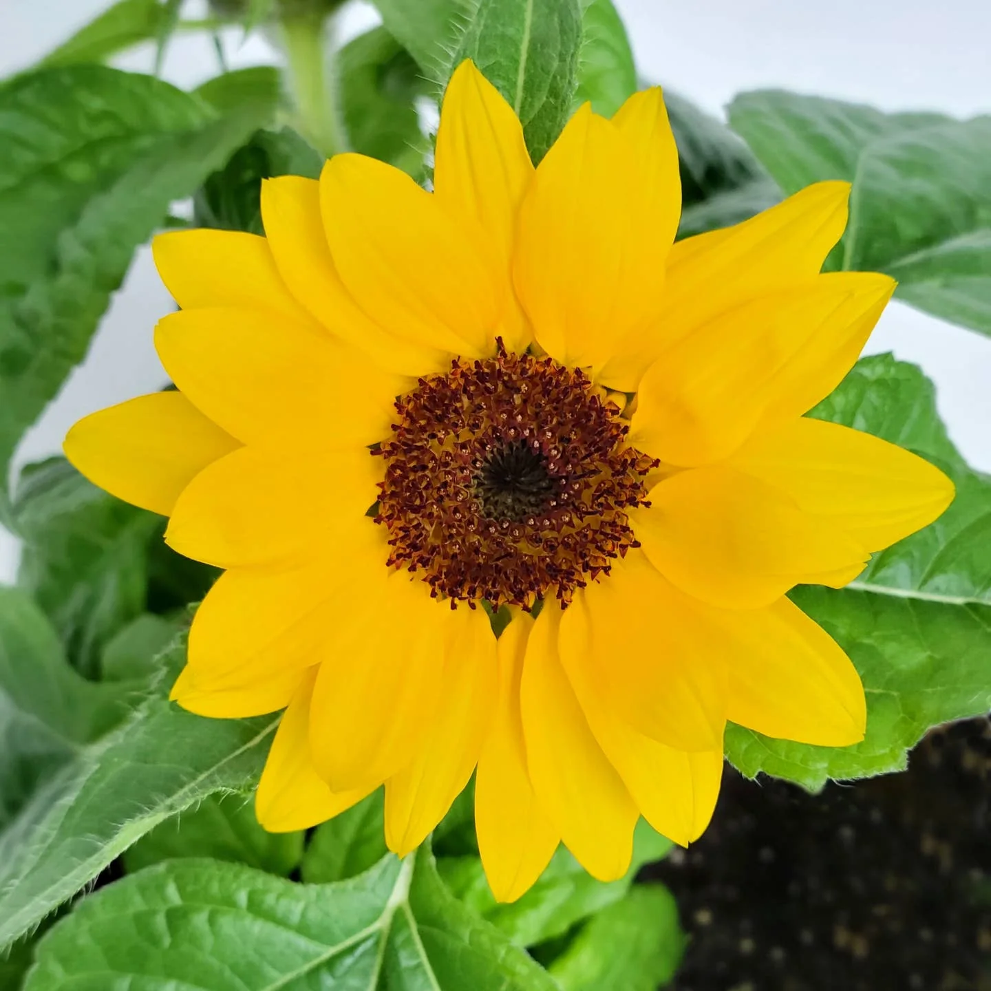 Kids' Garden in a Bag - Sunflower by Potting Shed Creations - Image 5