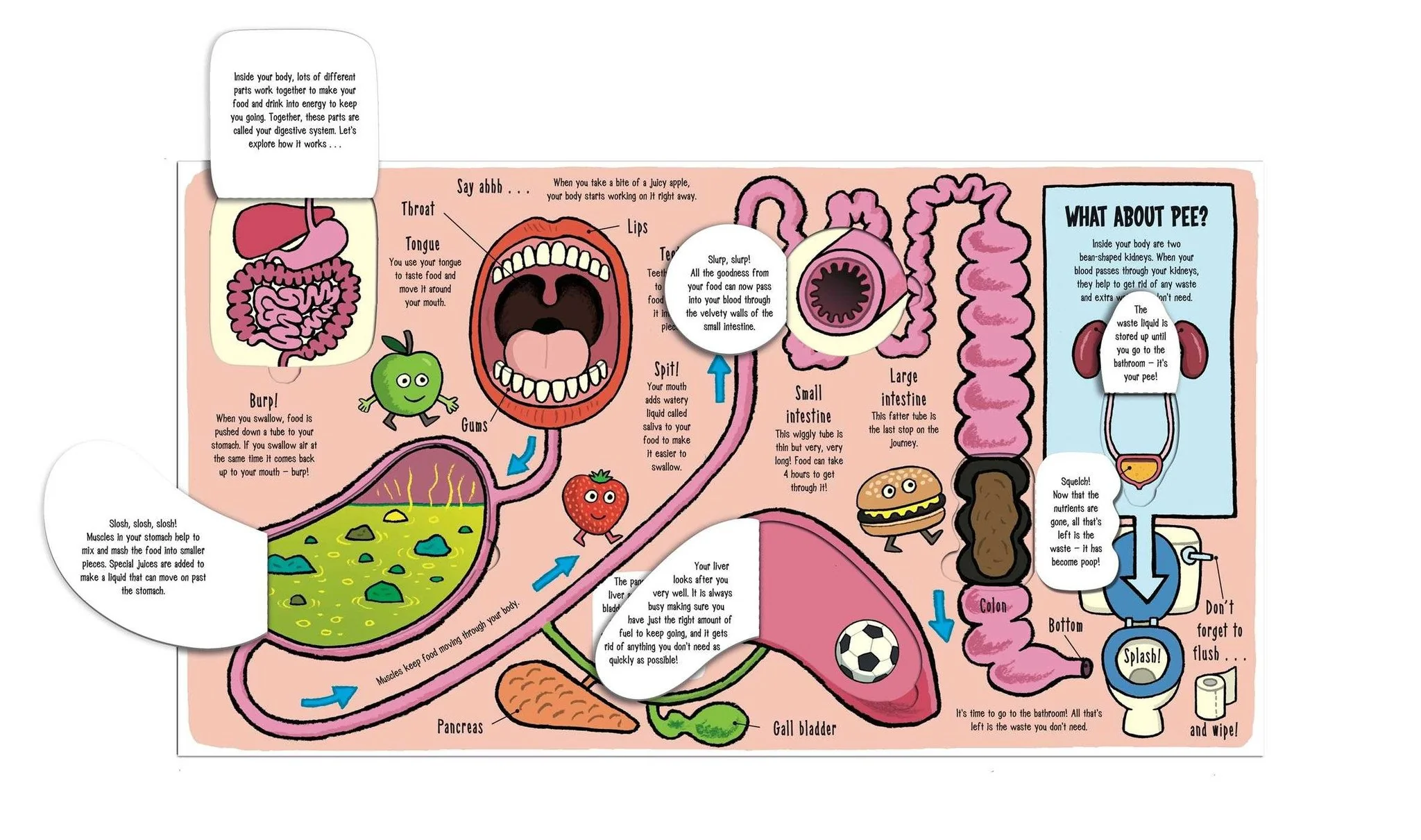 Little Explorers: My Amazing Body - Board Book - Image 3