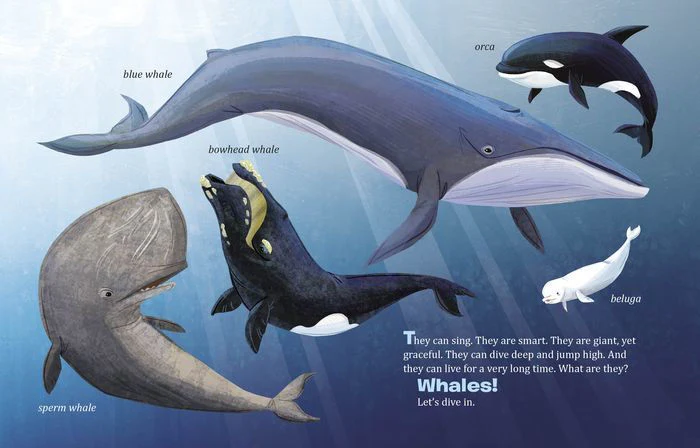 My Little Golden Book About Whales - Hardcover - Image 2