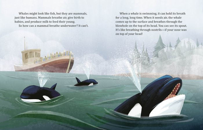 My Little Golden Book About Whales - Hardcover - Image 3