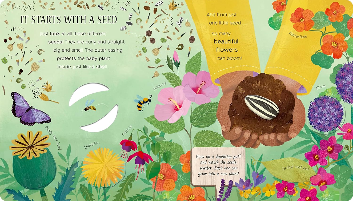 One Little Seed - Board Book - Image 2