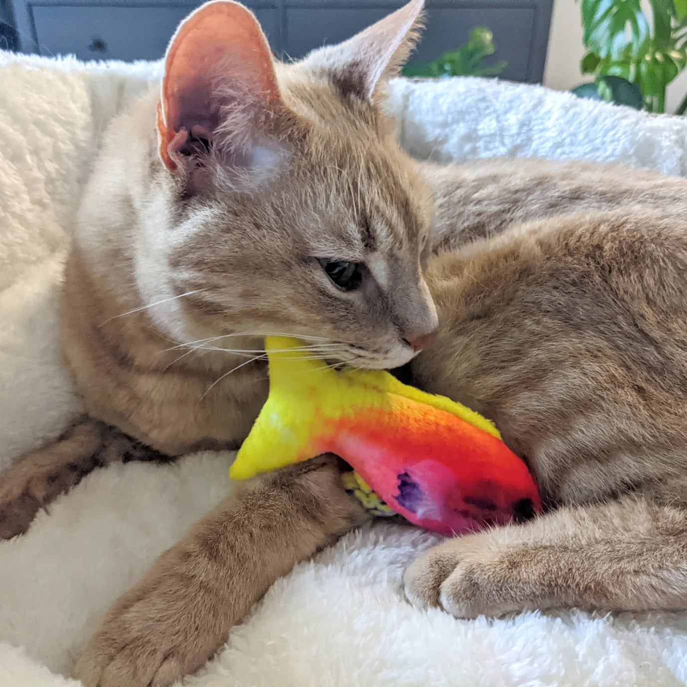 Rainbow Guppy Cat Toy by Huxley & Kent - Image 2