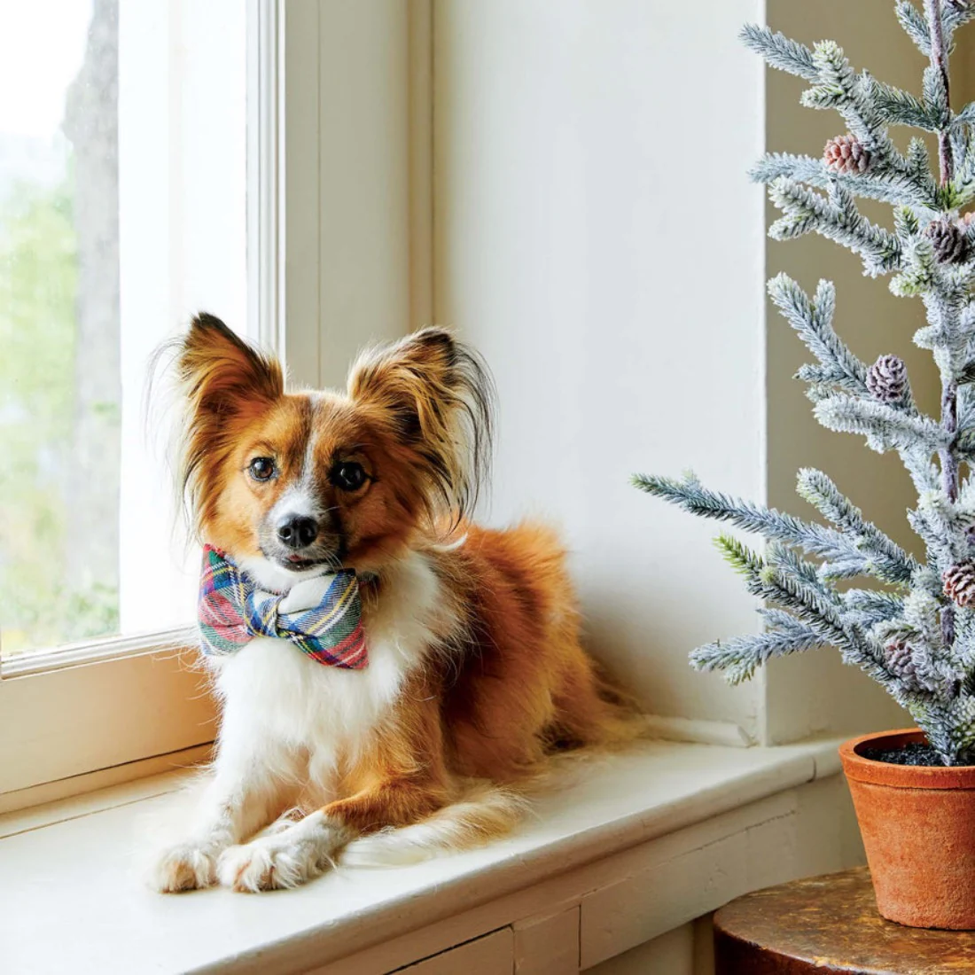 Regent Plaid Flannel Dog Bow Tie by The Foggy Dog - FINAL SALE - Image 3