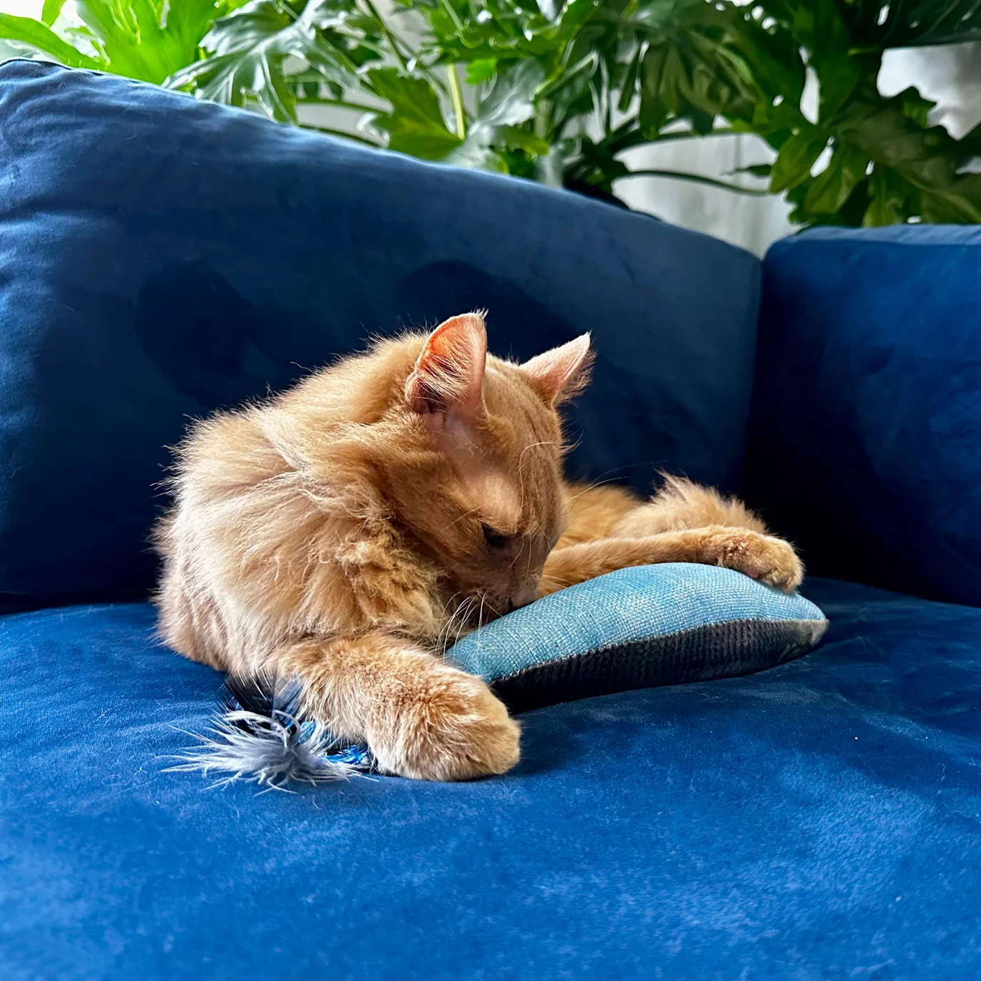 Sardine Kicker Cat Toy by Huxley & Kent - Image 6
