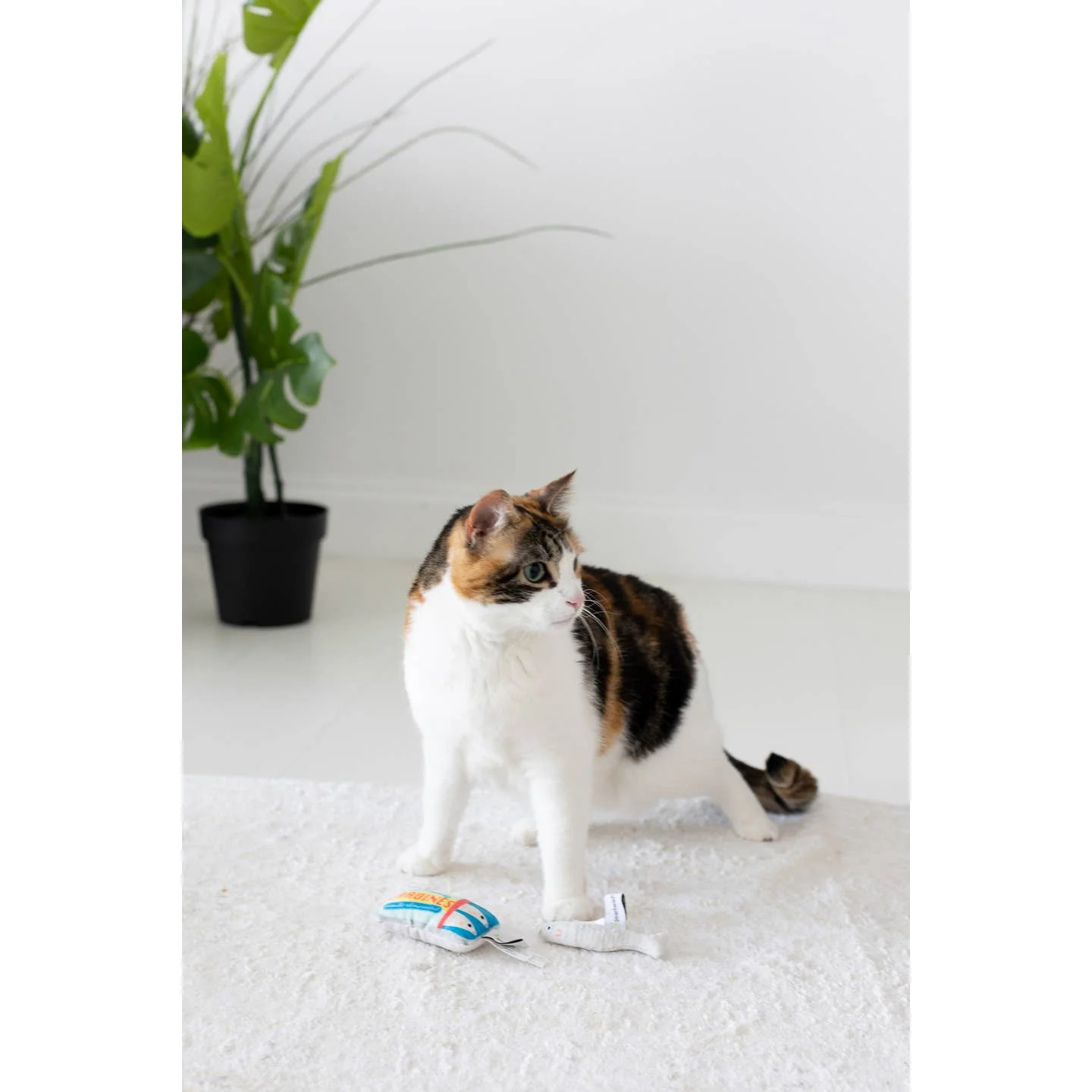 Sardines Cat Toys - Set of 2 by Pearhead - Image 4