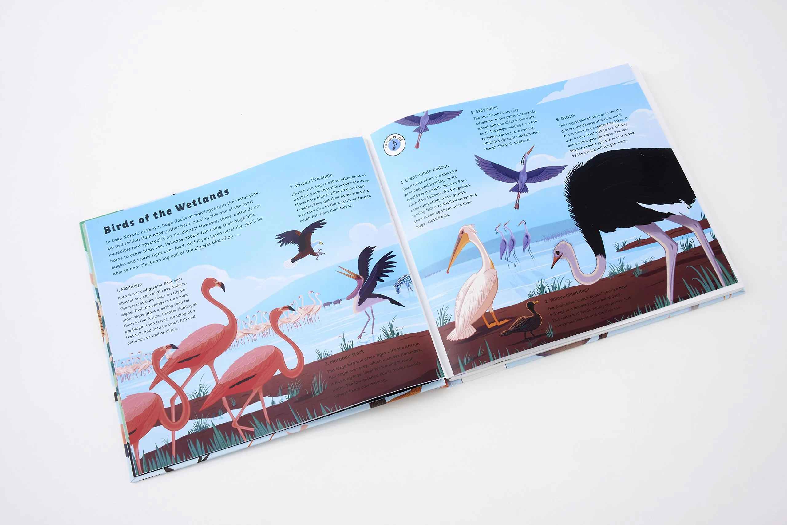 Sounds of Nature: World of Birds - Hardcover - Image 3