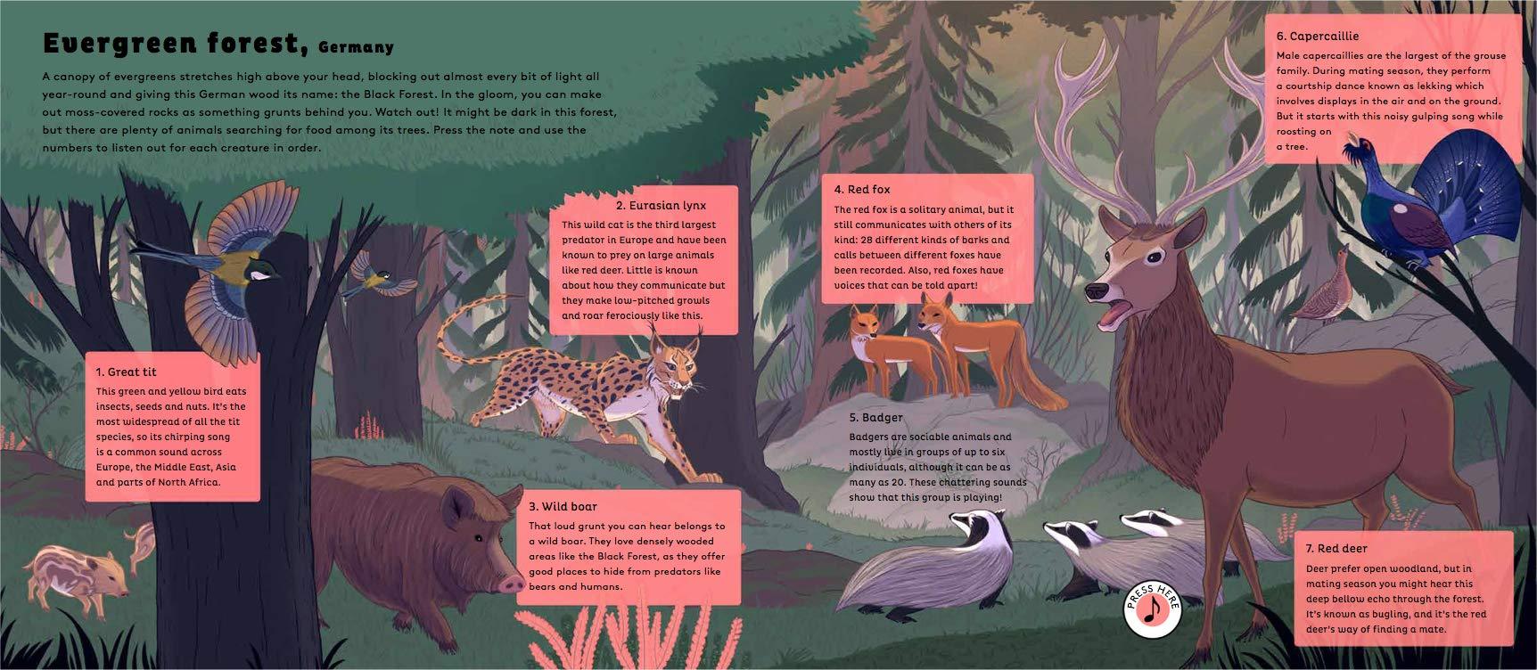 Sounds of Nature: World of Forests - Hardcover - Image 2
