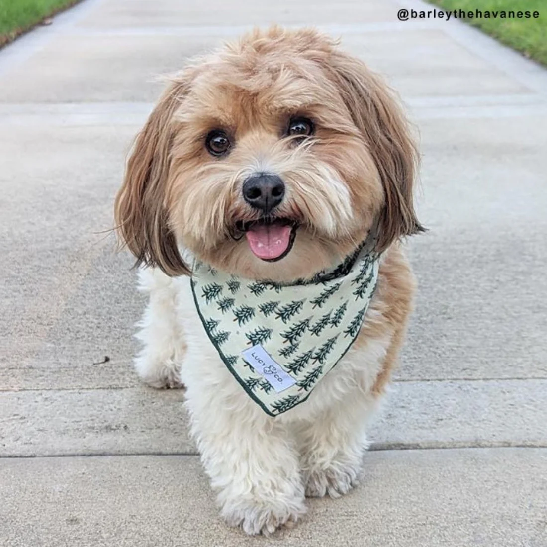 The Fraser Bandana - Large by Lucy & Co - FINAL SALE - Image 4