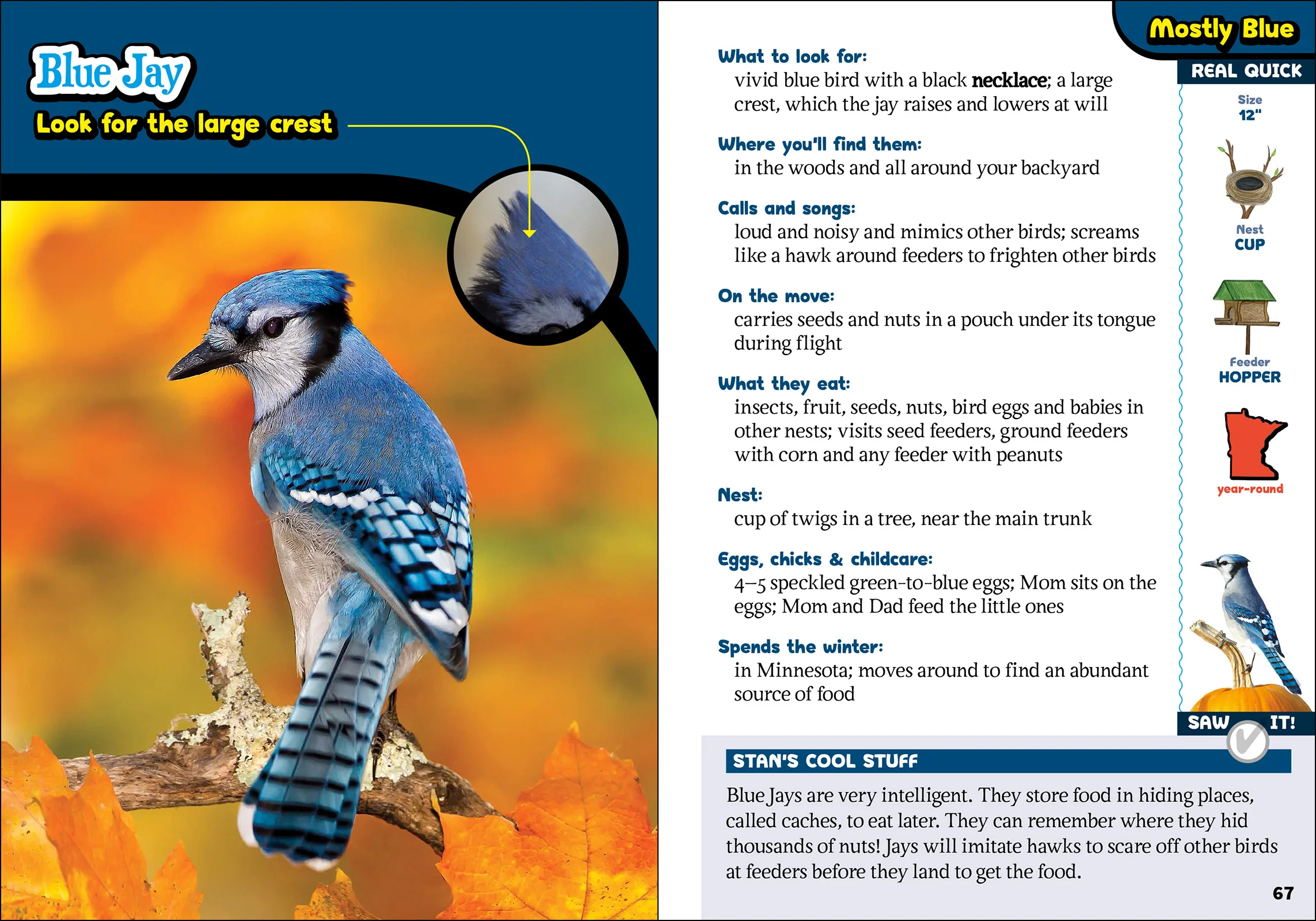 The Kids' Guide to Birds of Minnesota by AdventureKEEN - Image 2