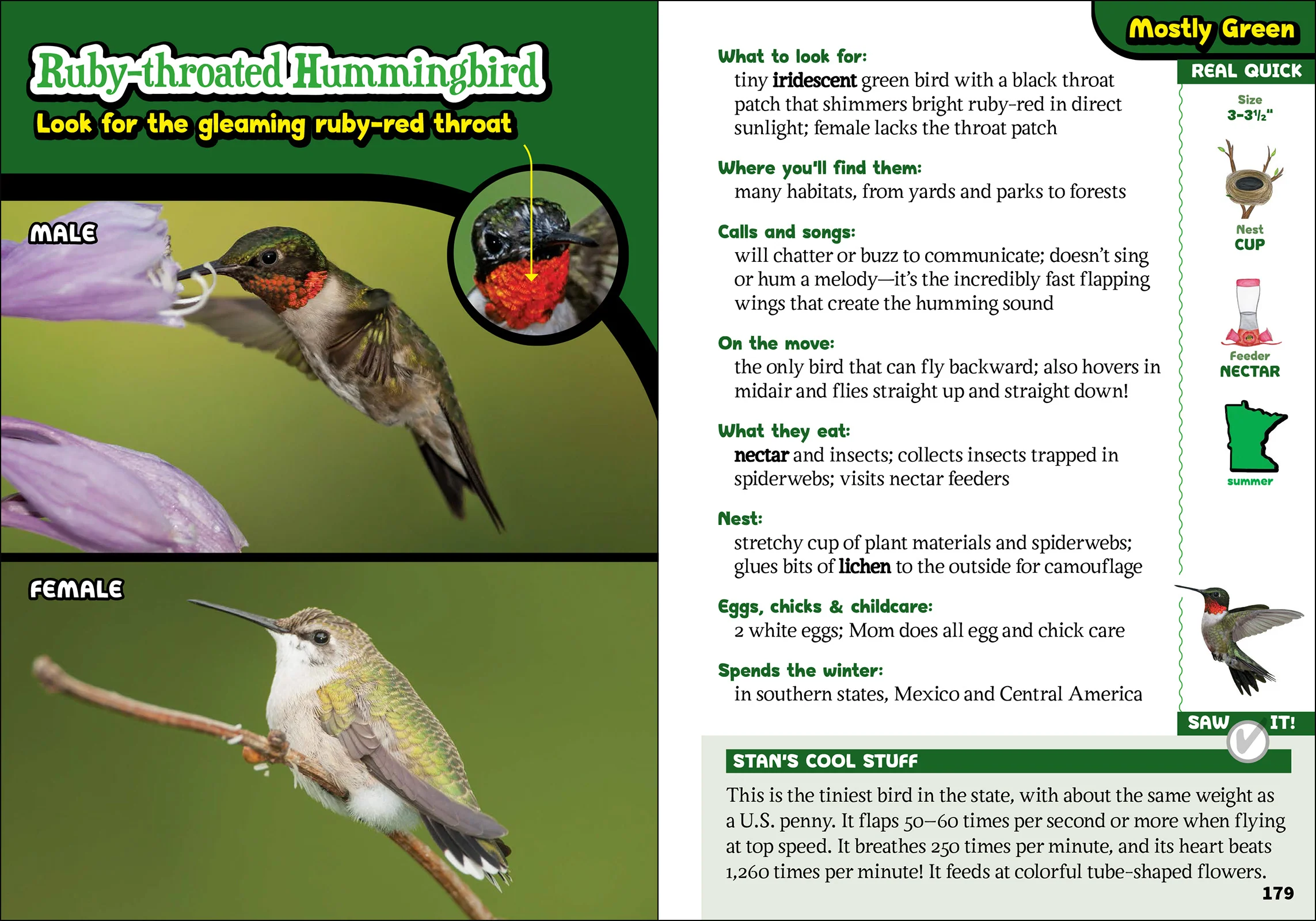 The Kids' Guide to Birds of Minnesota by AdventureKEEN - Image 3