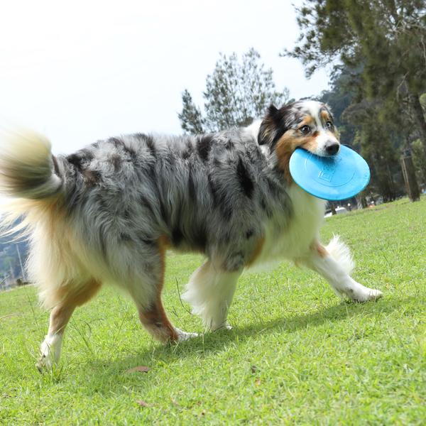 The Fetch-Ables Fetch-A-Disk - Image 3